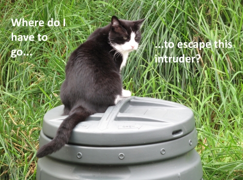 Rocky on composter.jpg