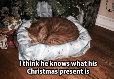 Cat Christmas bed.jpg