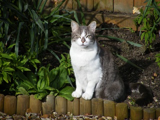 Boris in garden.jpg