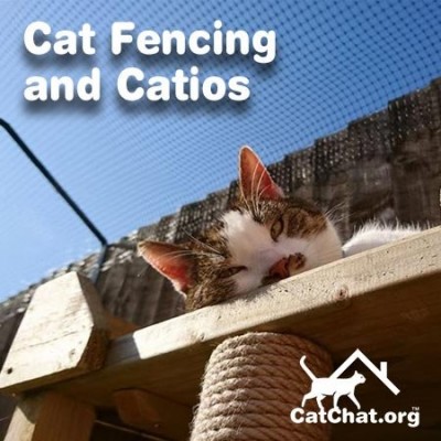 cat-fencing-ff.jpg