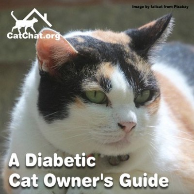 diabetic-cats-page-forum.jpg