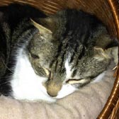 Rescue cat Cadbury from Kirkby Cats Home, Nottingham, homed through Cat Chat