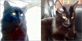 Rescue cats Colin & Kevin, from New Beginnings Cat Rehoming, Gateshead, Tyne & Wear homed through Cat Chat