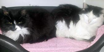 Rescue cats Rosie and Jim from Peterborough Cat Rescue, homed through Cat Chat