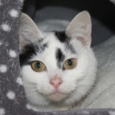 Black and White Cat adopted from RSPCA Durham & District