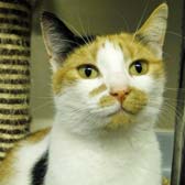 Rescue cat Bella  from National Animal Welfare Trust - Thurrock, homed through Cat Chat