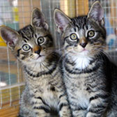 Tabby kittens homed from Anim-mates rescue Rochester