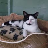 Rescue cat Dickie from TAG Pet Rescue - Thanet, homed through Cat Chat