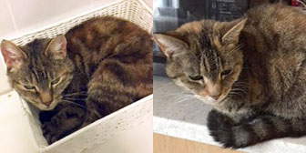 Two tabby cats homed through Cat Cat from All animal rescue, Southampton