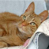 Rescue cat Murphy from National Animal WElfare Trust - Thurrock, homed through Cat Chat