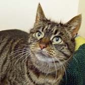Rescue cat Penny from National Animal Welfare Trust - Clacton, homed through Cat Chat