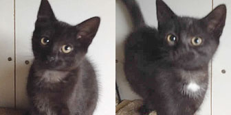 Two black cats homed from Burton Joyce Cat Welfare
