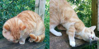 Leo and Jaffa from Animal Concern Cumbria - North Lakes and Solway, Carlisle, homed through Cat Chat