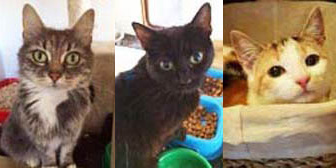 iley, Jerry & Kitty from Rugeley Cats Society, Rugeley, homed through Cat Chat