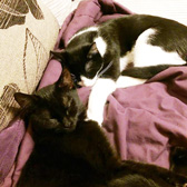 Penny and Dime from BB's Cat Rescue, Tendring, homed through Cat Chat