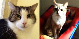 PRINCESS, MILO and more from Grendon Cat  Shelter, Atherstone, homed through Cat Chat