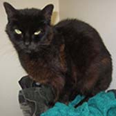 Rescue cat Ella from Ravens Rescue, Dudley, homed through Cat Chat  