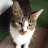 Rescue cat Jilly from Burton Joyce Cat Welfare, Nottingham, homed through Cat Chat  