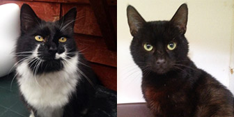 Terence & Bob from City Cat Shelter, homed through Cat Chat