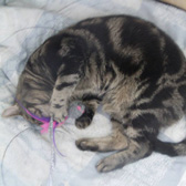 Zoe from BB's Cat Rescue, Chelmsford, homed through Cat Chat