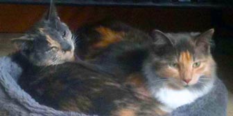 Rescue cats Ella & Stella from Burton Joyce Cat Welfare, Nottingham, homed through Cat Chat