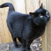Rescue cat Max, from Ipswich & District Animal Welfare Centre, Suffolk, homed through Cat Chat