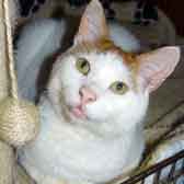 Rescue cat Archie from Bromley & District Cat Rescue, Kent, homed through Cat Chat