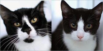 Rescue cats Jango & Jethro from Yorkshire Animal Shelter, homed through Cat Chat