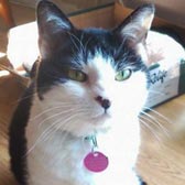 Rescue cat Kai from Guardian Angels Animal Support, West London, homed through Cat Chat