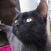 Billy black cat homed Oxford
