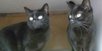 pair of rescued black cats homed nottingham