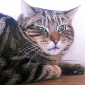 Rescued Tabby cat homed from Kirkby Cats Home