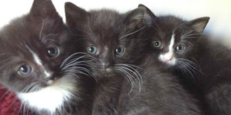 Kittens homed from burton joyce cat welfare nottingham