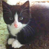 Black and white kitten homed from Burton Joyce Cat Welfare