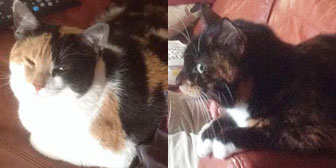 pair of cats homed from BB's rescue, Chelmsford