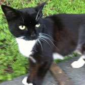 Black and white cat homed from burton joyce cat welfare
