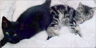 two sibling kittens homed nottingham