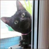 Rescue cat Niki, from Eight Lives Cat Rescue, Sheffield, homed through Cat Chat