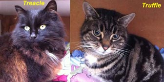 Rescue cats Treacle & Truffle from Kirkby Cats Home Nottingham, homed through Cat Chat