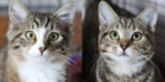 Monty and Ambrose from South Oxhey Animal Rescue, Watford, homed through Cat Chat