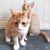 Zeb and Dexter from Whinnybank Cat Sanctuary, Newburgh, homed through Cat Chat