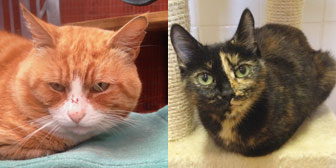 Rescue cats and kittens from City Cat Shelter, Brighton homed through Cat Chat