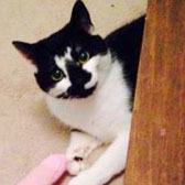 Rescue cat Egbert from Peterborough Cat Rescue, Cambs homed through Cat Chat