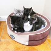 Kittens from Grendon Cat Shelter, Atherstone, homed through Cat Chat