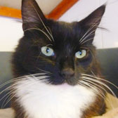 Rescue cat Kuro from City Cat Shelter, Brighton homed through Cat Chat