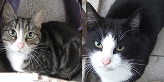 Minnie and Rodney from Kirkby Cats Home, Nottingham, homed through Cat Chat