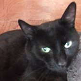  Roger from Kirkby Cats home, Nottingham, homed through Cat Chat