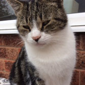 Rescue cat Thomas from Knight Cat & Kitten Rescue, Doncaster homed through Cat Chat