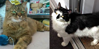 Cinnamon and Hilly from Somerset & Dorset Animal Rescue, Wincanton, homed through Cat Chat
