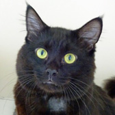 Angus from National Animal Welfare Trust, Clacton, homed through Cat Chat